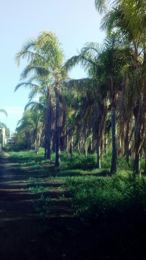 Vivaio Meraviglie della Natura di Leone V.zo | Balestrate (Palermo)