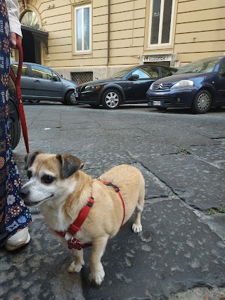 Ambulatorio Veterinario Sirignano | Dr. Alfonso IRACE - Dr.ssa Paola DI SANTO | Napoli