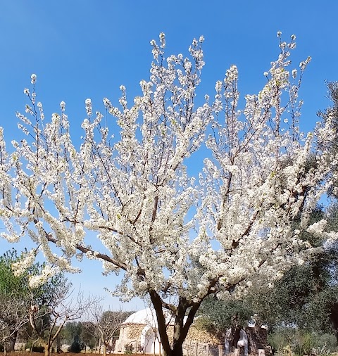 Torre Spierti