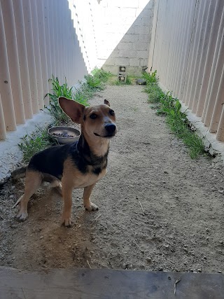 CINOFILA FOLGORE - ADDESTRAMENTO CANI - PENSIONE CANI - SOGGIORNO