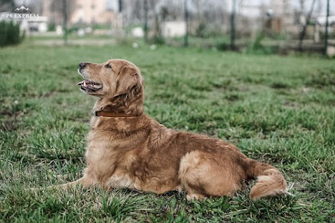 Smiling Dog Bologna