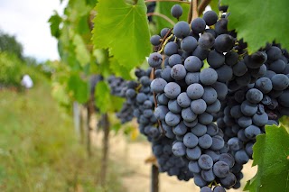 Azienda Agricola San Benedetto