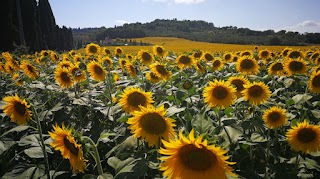 Tuscany Bike Tours