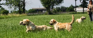 Maple Tree - Allevamento Golden Retriever e Pensione per cani e gatti