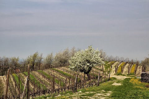 Azienda Agricola La Gioia