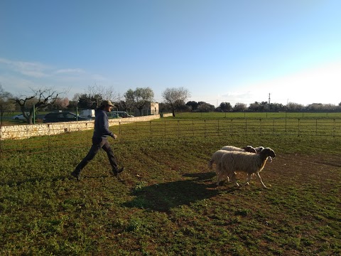 Masseria Correo | Azienda Agricola