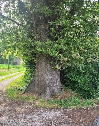 Quercia Monumentale