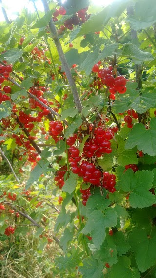 Agriturismo Vetriceto