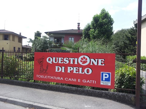 Questione di Pelo