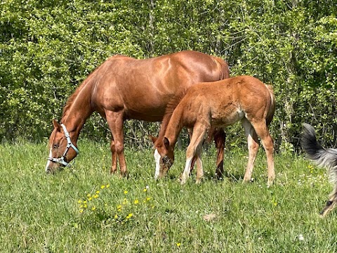 TAMBURINO RANCH