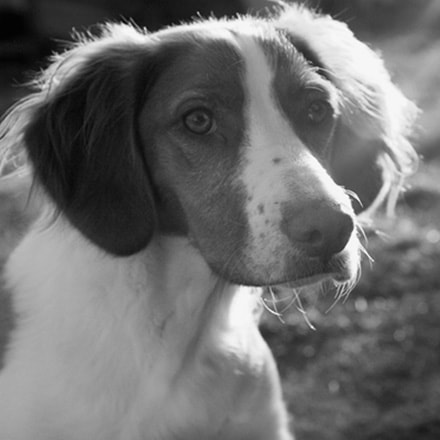 Dog Park Maserà di Padova