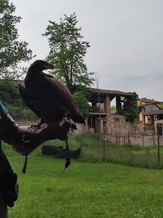 Allontanamento piccioni Falconeria Professionale di Giuseppe Crea