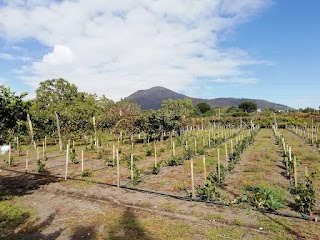 Cantina La Mura Di La Mura Sebastiano & Nicola Snc