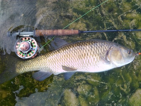 Pesca Shop Novi Ligure