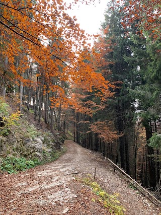 Foresta dei Folignani