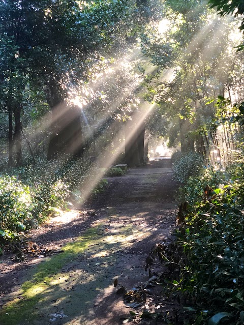 Pineta della Reggia di Caserta