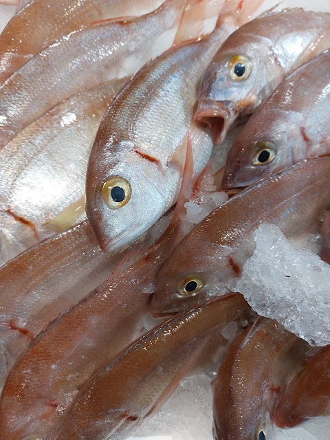 Trgovina z ribami in Morsko hrano, Janko Rutar, s.p.