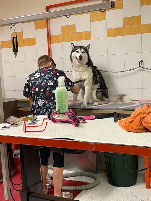 Toelettatura Pet Peluqueria Belli E Pettinati Di Ghisellini Miriam