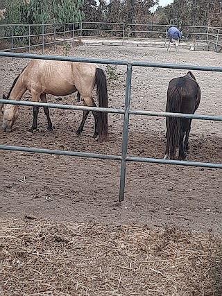 Sicily Horse Riding