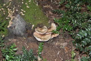 Riserva naturale della Macchia di Gattaceca e Macchia del Barco