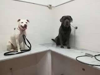 Dog Wash