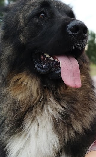 Ambulatorio Veterinario Padovanelle Di Bianchi Debora