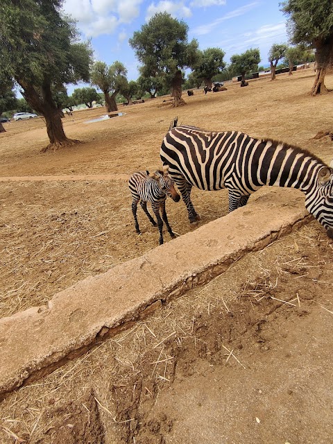 Self Service Safari