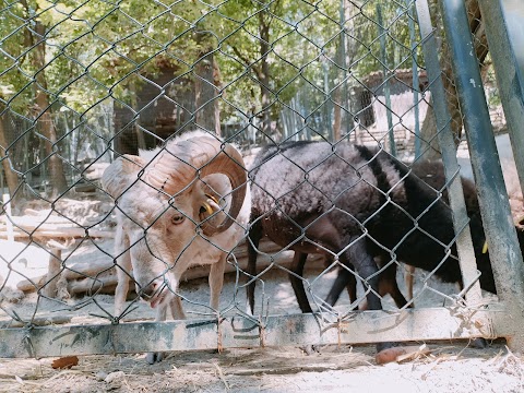 L'Oasi degli Animali