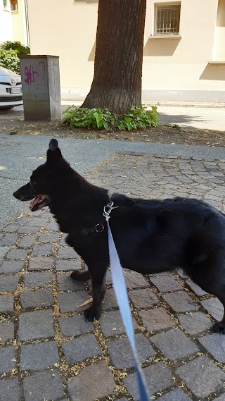 Centro Consulenza Veterinaria Di M.Merlanti