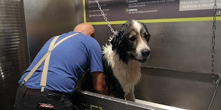 Wash Dog Ferrara
