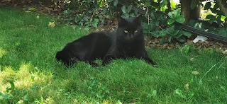 Ambulatorio Veterinario Dott. Fabio Negretto