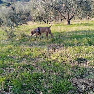 Centro cinofilo CANI SCIOLTI ASD