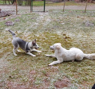 pensione per cani LA CASETTA