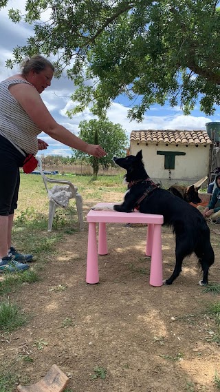 3 pattes pour 1 main - éducation et loisirs canin dans le Beaufortain