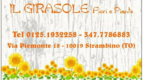 Il Girasole