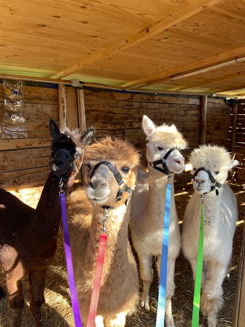 Alpaca di Roma