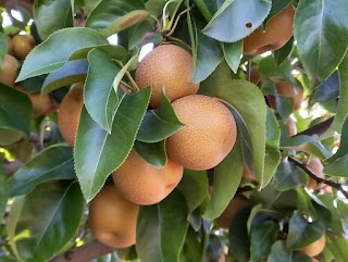 Azienda Agricola Mantovani