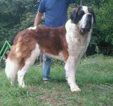 Allevamento Del Piccolo Paradiso di Mario Perissinotto per la selezione del Cane di San Bernardo