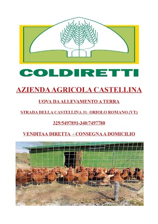 azienda agricola castellina