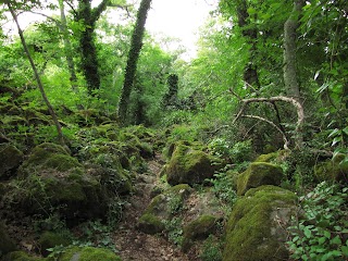 Riserva Naturale Regionale Selva del Lamone