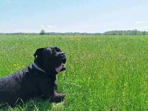 Pensione Cani - Allevamento Le Principesse Dei Giacchini Pettini Laura