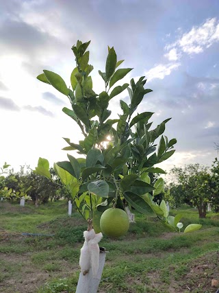 Arancia Queen | Azienda Agricola Calcagno Nicolò