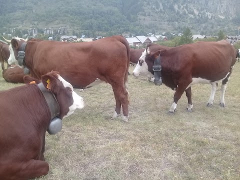 Compagnie Fermière Des Grands Bains