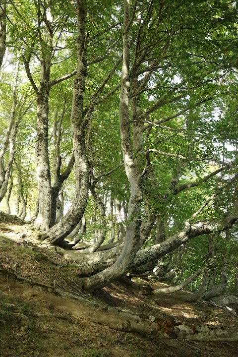 Il Ponticello Trekking Viaggi