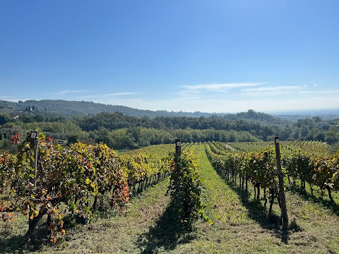 Fattoria COLLE VERDE