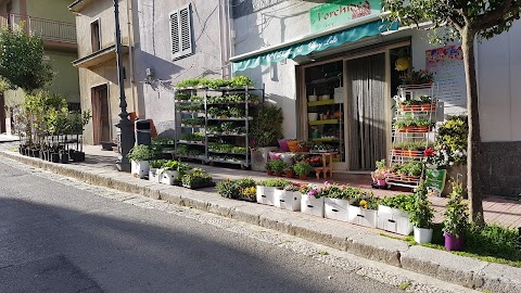 L'Orchidea di Leto Giuseppina