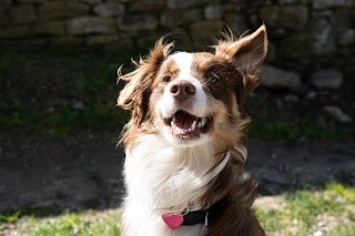 Dog Sitter, Figline Valdarno