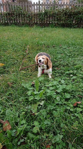 I Beagles di Casa Calbucci