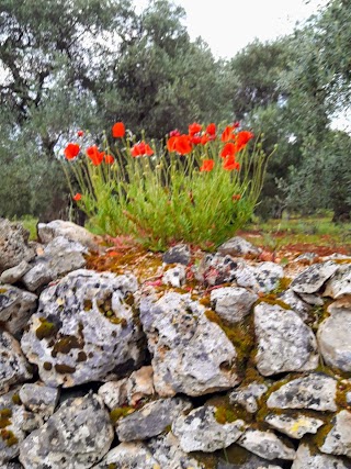 Il Giardino degli Ulivi