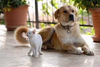 Ambulatorio Veterinario Martorelli